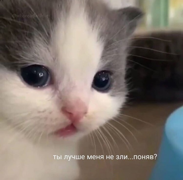 Милый, общительный чатик
